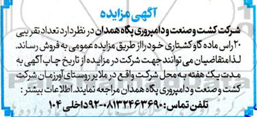 مزایده فروش تعداد تقریبی 20 راس ماده گاو کشتاری