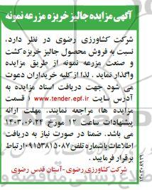 مزایده جالیز خربزه مزرعه نمونه