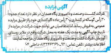 مزایده فروش تعداد حدوداً 30 راس گوساله نر کشتاری و 30 راس ماده گاو کشتاری 
