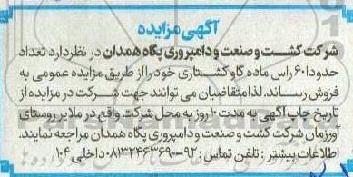 مزایده تعداد حدودا 60 راس ماده گاو کشتاری