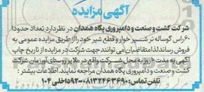 مزایده  تعداد حدودا 60 راس گوساله نر شیرخوار و قطع شیر