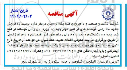 مزایده فروش گوساله های نر شیرخوار ...