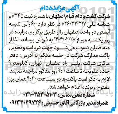 مزایده 600 رأس تلیسه آبستن 