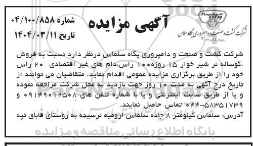 مزایده فروش گوساله نر شیرخوار