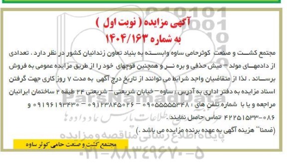 مزایده تعدادی از دامهای مولد - میش حذفی و بره نر ...