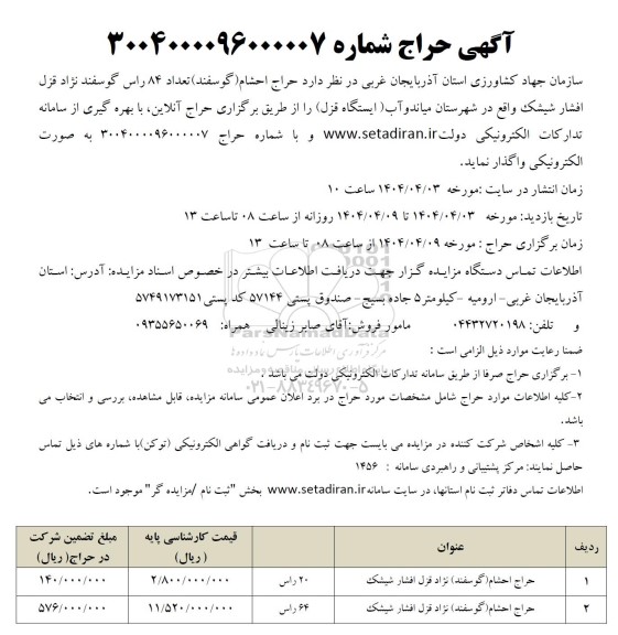 حراج احشام (گوسفند) تعداد 84 راس گوسفند نژاد قزل افشار شیشک