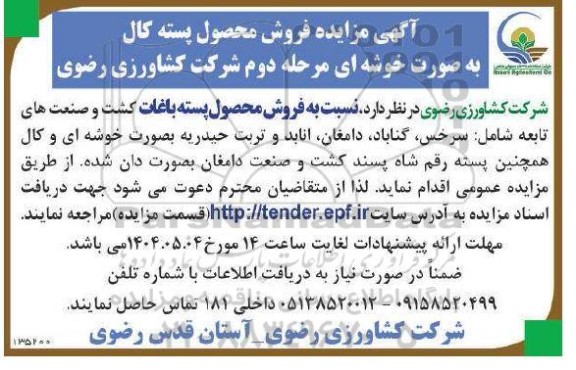 مزایده فروش محصول پسته کال به صورت خوشه ای مرحله دوم