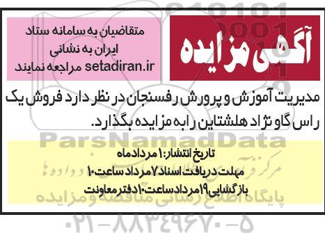 مزایده فروش یک راس گاو نژاد هلشتاین