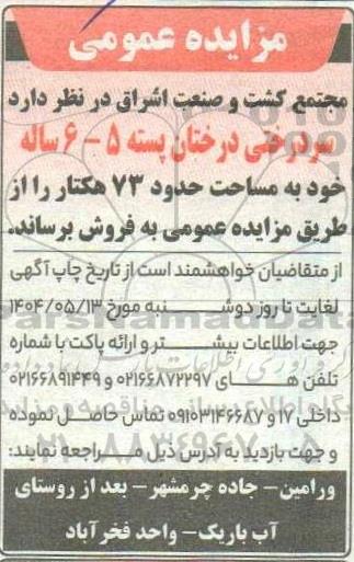 مزایده فروش سر درختی درختان پسته 5 - 6 ساله