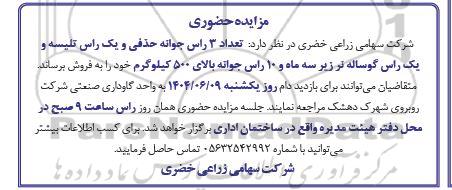 مزایده حضوری فروش  تعداد 3 راس جوانه حذفی و یک راس تلیسه ...