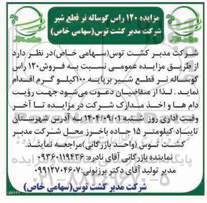 مزایده  فروش 120 راس گوساله نر قطع شیر