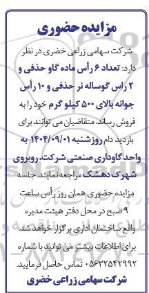 مزایده تعداد 6 رأس ماده گاو حذفی و 2 راس گوساله نر حذفی و 10 رأس جوانه بالای 500 کیلو گرم