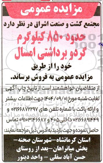مزایده حدود 850 کیلوگرم گردو برداشتی امسال 