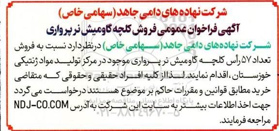 مزایده فروش کلچه گاومیش نر پرواری 