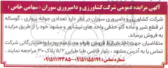 مزایده فروش تعدادی جوانه پرواری ، گوساله نر قطع شیر و ماده گاو حذفی 