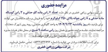 مزایده  7 راس ماده گاو حذفی...