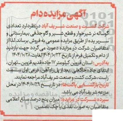 مزایده تعدادی گوساله نر شیرخوار و قطع شیر و گاو حذفی