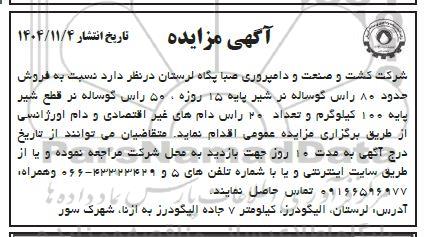 مزایده فروش حدود 80 راس گوساله نر شیر پایه 15 روزه ...