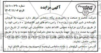 مزایده فروش گوساله نر شیر خوار 15 روزه ...