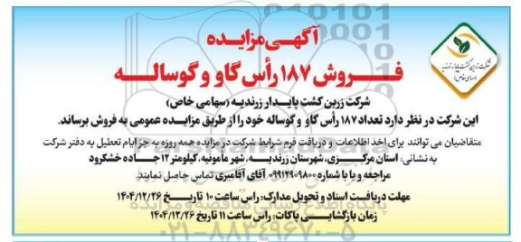 مزایده فروش 187 راس گاو و گوساله
