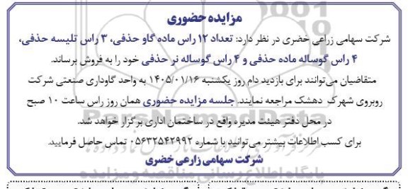 مزایده‌ حضوری تعداد 12 راس ماده گاو حذفی....