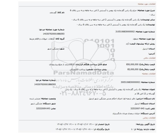 مزایده، یک راس گاو ماده نژاد بومی با آبستنی 2 الی سه ماهه و به سن بالای 6 سال -