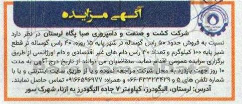 مزایده فروش حدود 50 راس گوساله نر ...