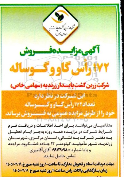 مزایده فروش 172 راس گاو و گوساله