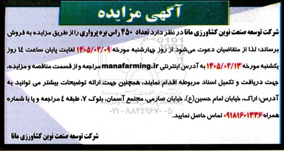 مزایده تعداد 450 راس بره پرواری