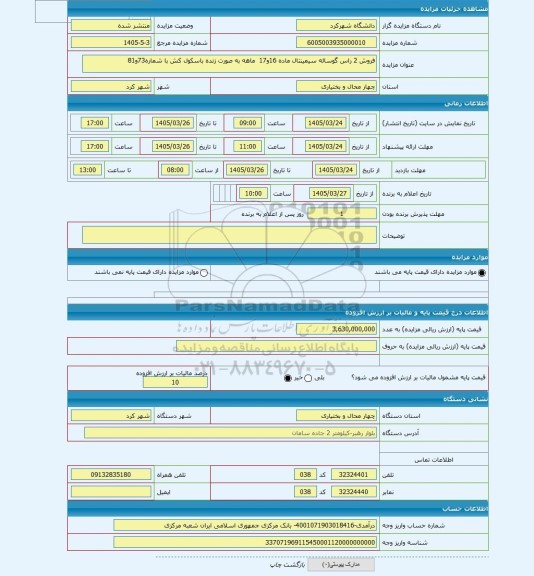 مزایده ، فروش 2 راس گوساله سیمینتال ماده 16و17  ماهه به صورت زنده باسکول کش با شماره73و81