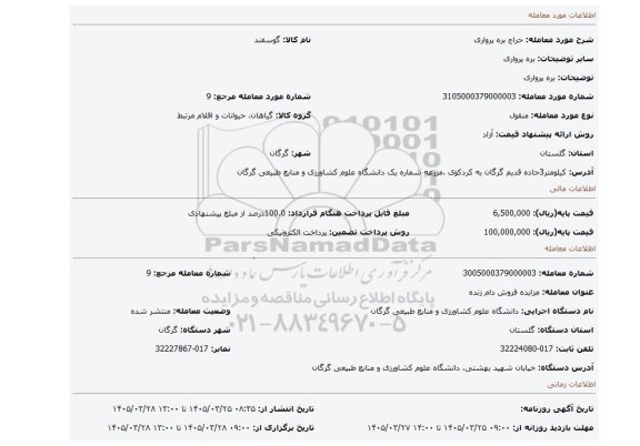 مزایده، بره پرواری