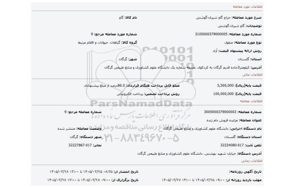 مزایده، گاو شیری-گوشتی