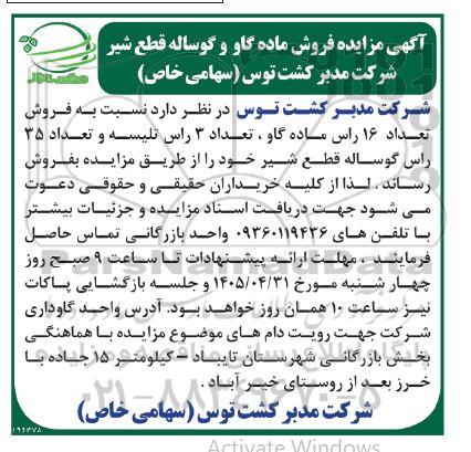 مزایده فروش ماده گاو و گوساله قطع شیر
