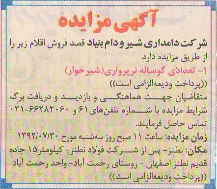 فروش تعدادی گوساله نر پرواری 