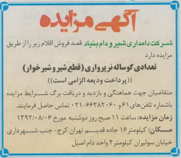 فروش تعدادی گوساله نر پرواری 