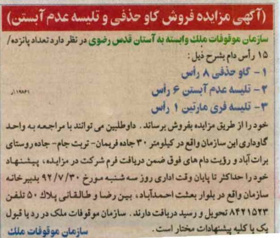 فروش گاو حذفی و تلیسه عدم آبستن 