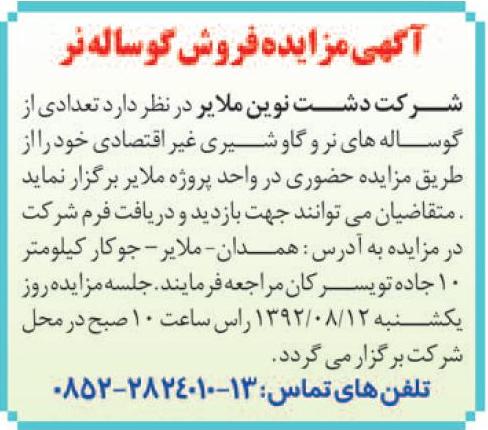 فروش تعدادی از گوساله های نر و....