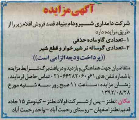 تعدادی گاو ماده حذفی 