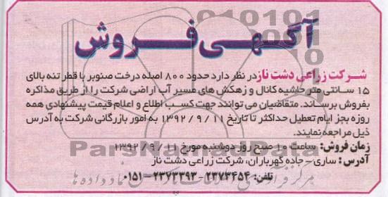 فروش  حدود 800 اصله درخت صنوبر 