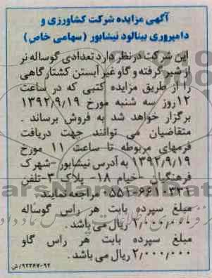 فروش تعدادی گوساله نر و ...