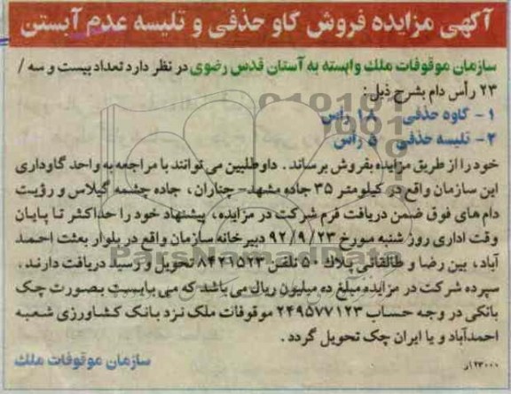فروش گاو حذفی و تلیسه عدم آبستن 