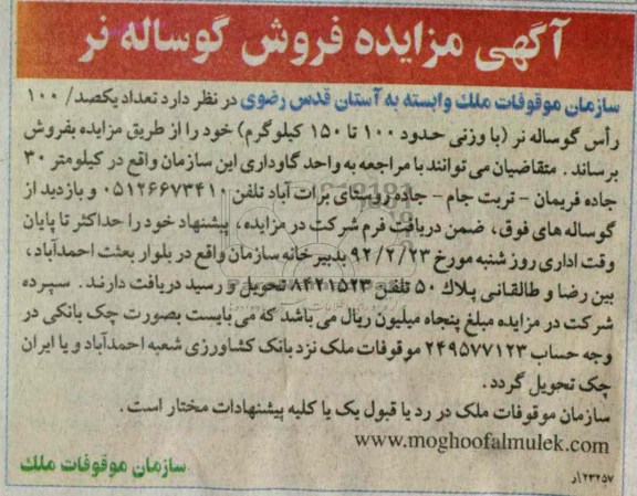 فروش گوساله نر