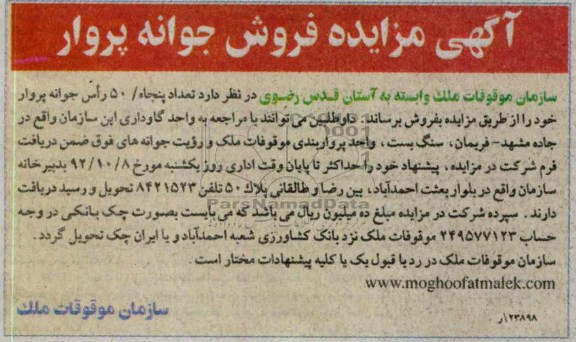 فروش تعداد پنجاه 50 راس جوانه پروار 