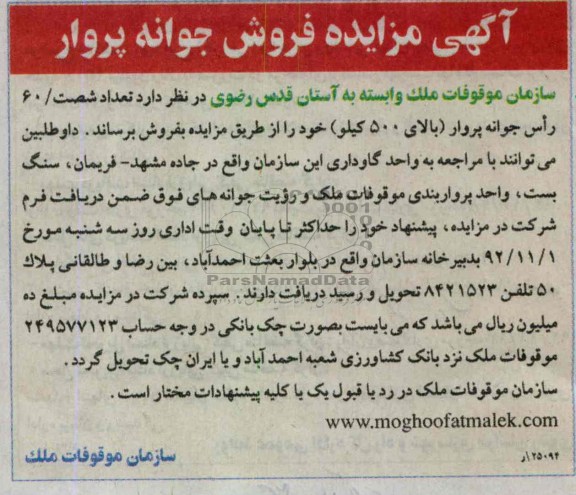 فروش تعداد پنجاه 60 راس جوانه پروار 