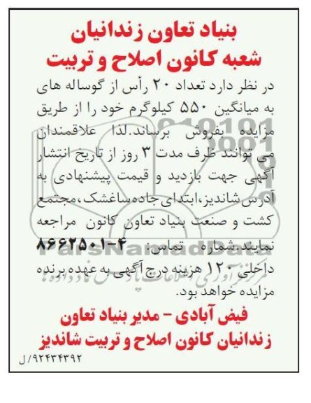 فروش تعداد 20 راس گوساله 