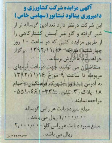 فروش تعدادی گوساله نر و ...