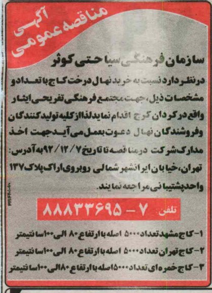 خرید نهال درخت کاج