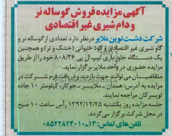 فروش تعدادی از گوساله های نر و....