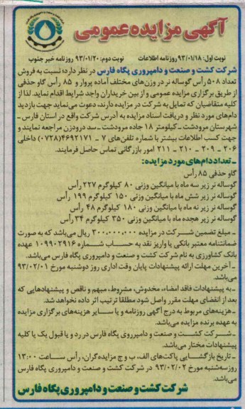 فروش تعداد 508 راس گوساله نر 