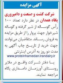 فروش تعداد 100 راس گوساله و ... 